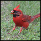 Day 125: Cardinal