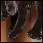 Day 203: Paws!